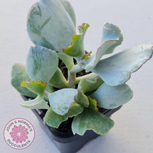 Load image into Gallery viewer, Cotyledon 'Silver Waves' - John & Norma's Succulents