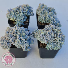 Load image into Gallery viewer, Echeveria Cubic Frost Crest - John & Norma's Succulents