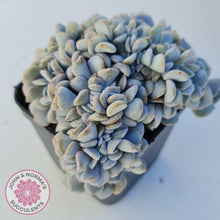 Load image into Gallery viewer, Echeveria Cubic Frost Crest - John & Norma's Succulents