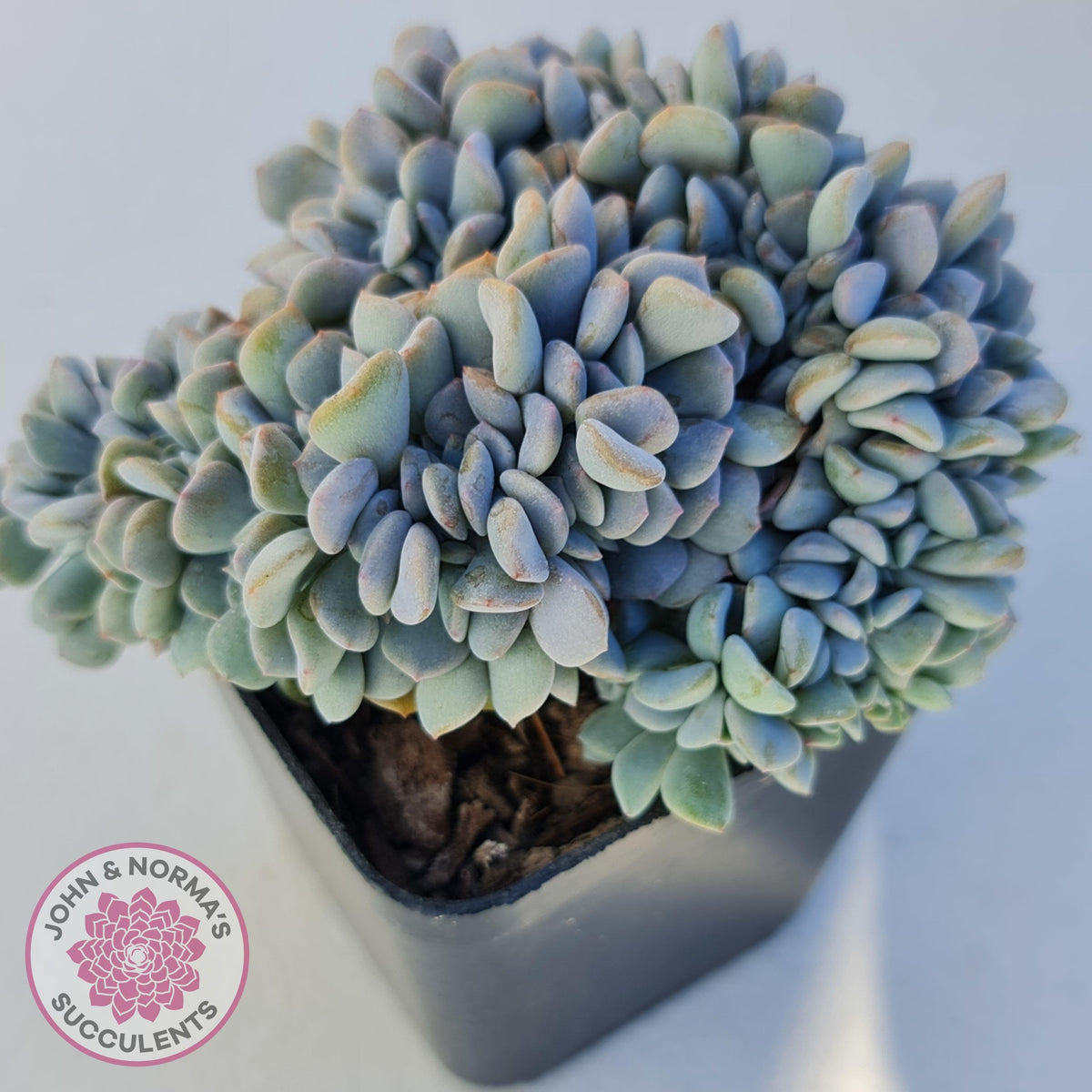 Echeveria 'Cubic Frost' Crest