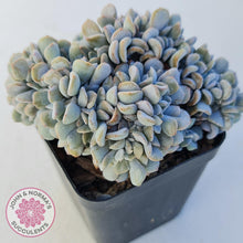 Load image into Gallery viewer, Echeveria Cubic Frost Crest - John & Norma's Succulents