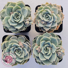 Load image into Gallery viewer, Graptoveria Titubans - John & Norma's Succulents