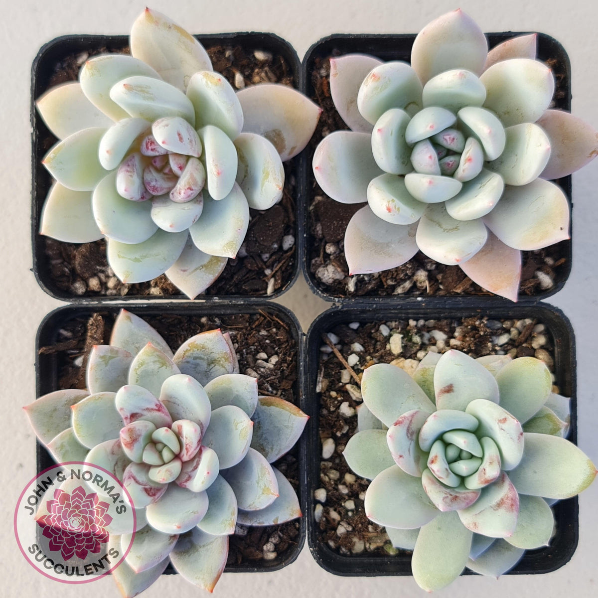 Echeveria 'Candy Heart'
