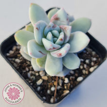 Load image into Gallery viewer, Echeveria Candy Heart - John & Norma's Succulents