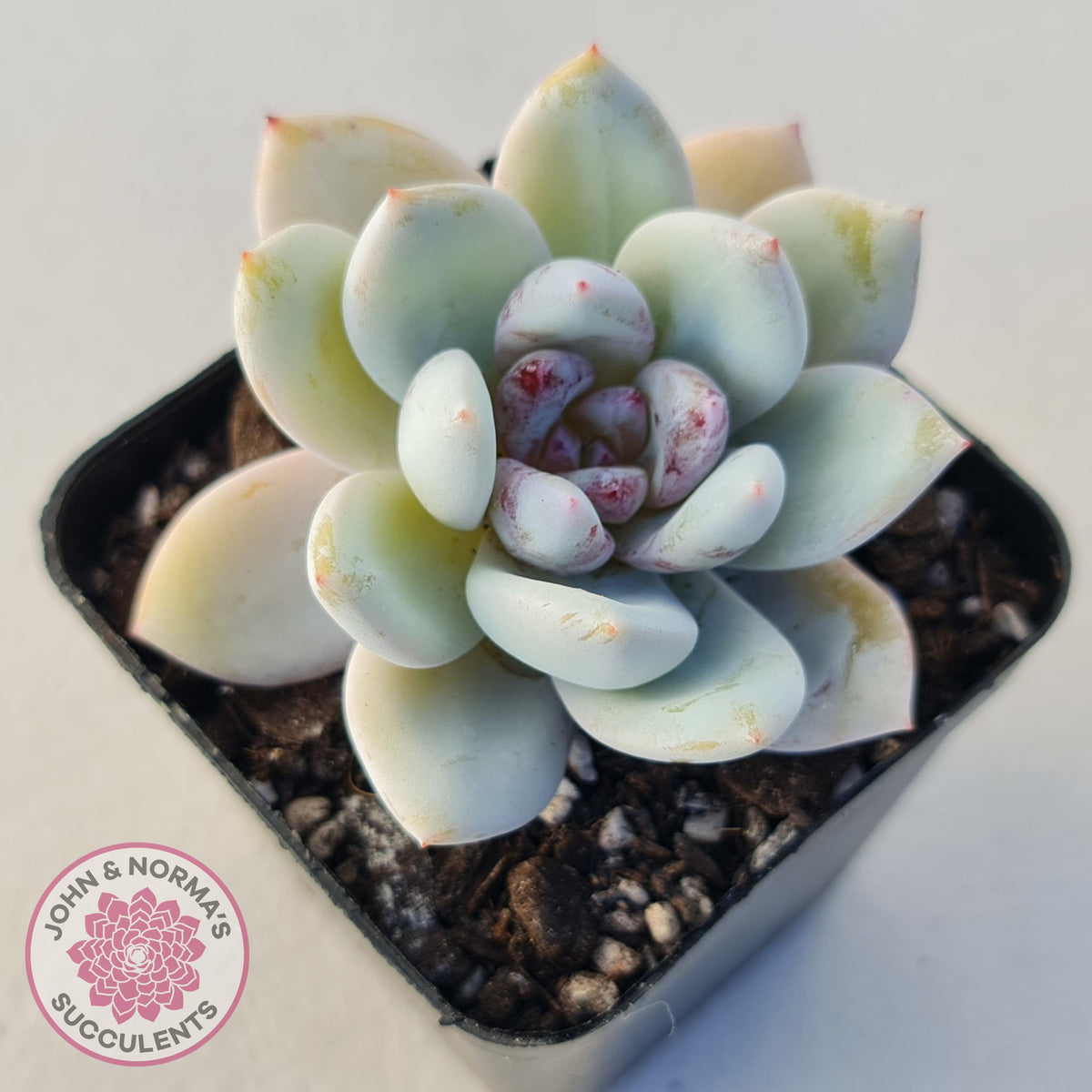 Echeveria 'Candy Heart'