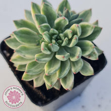 Load image into Gallery viewer, Echeveria Green Emerald variegata - John & Norma's Succulents