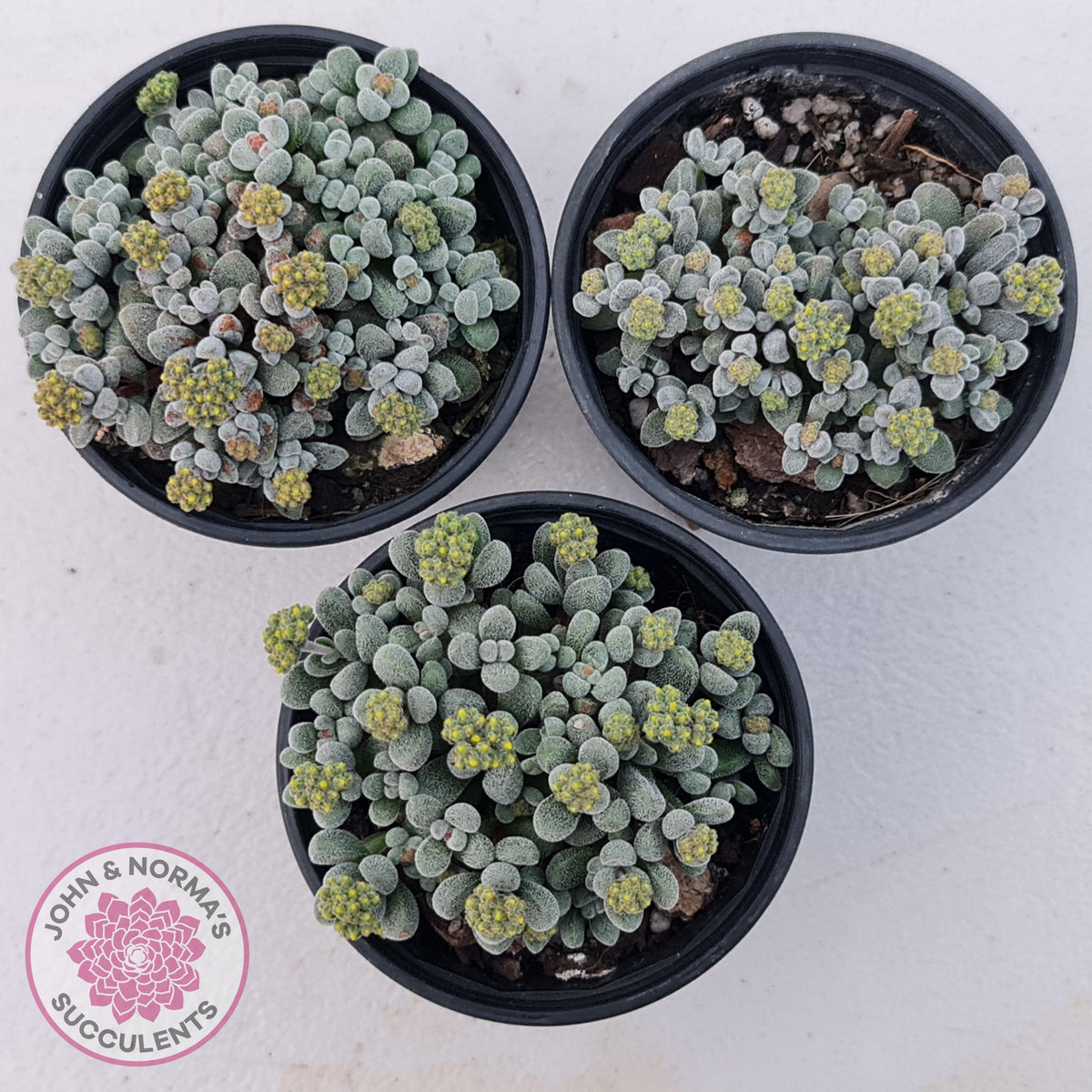 Crassula namaquensis ssp. comptonii