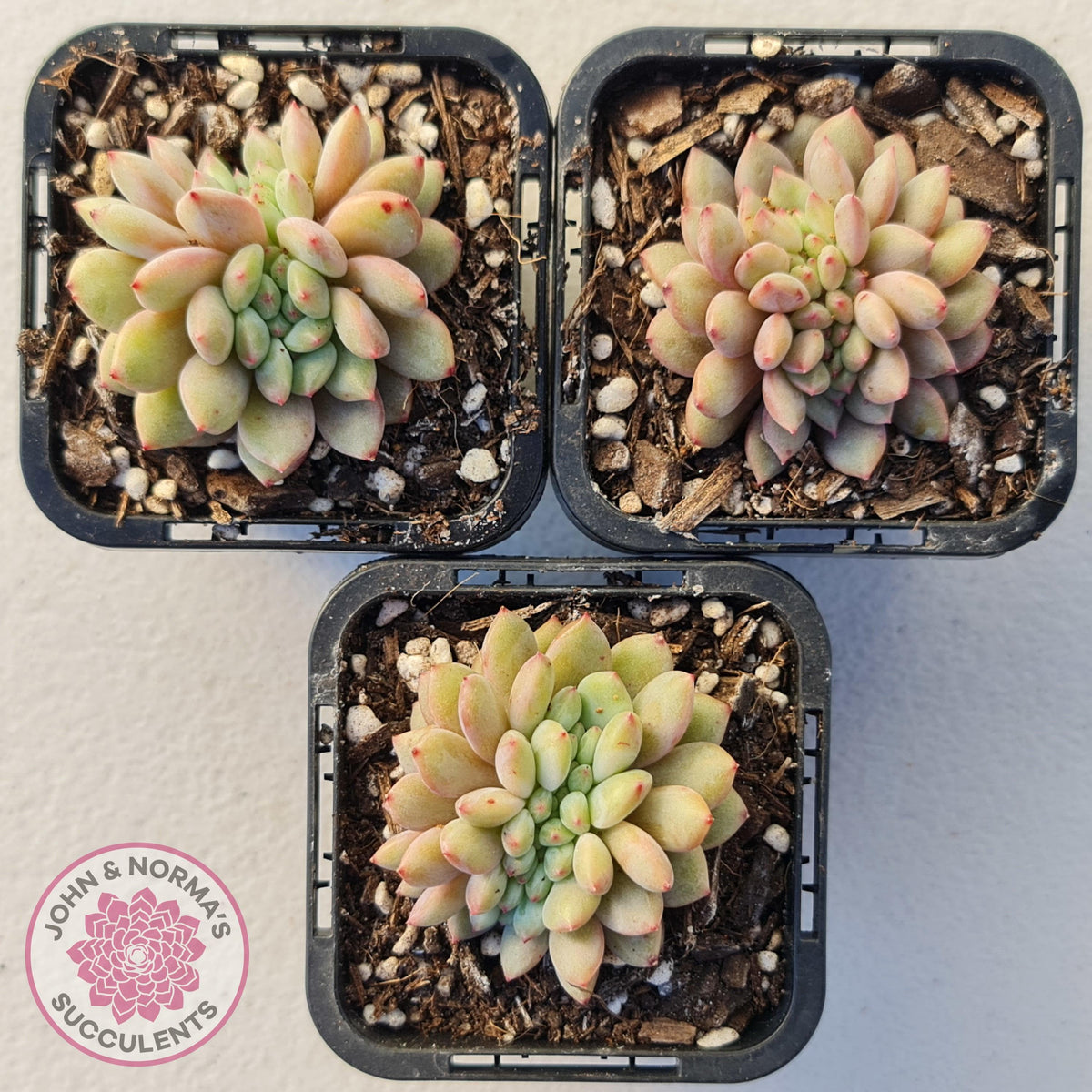 Echeveria Ling Snow Crest