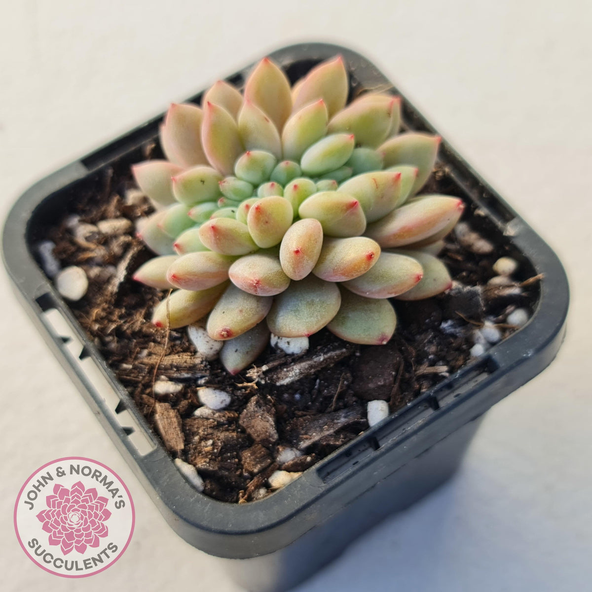 Echeveria Ling Snow Crest