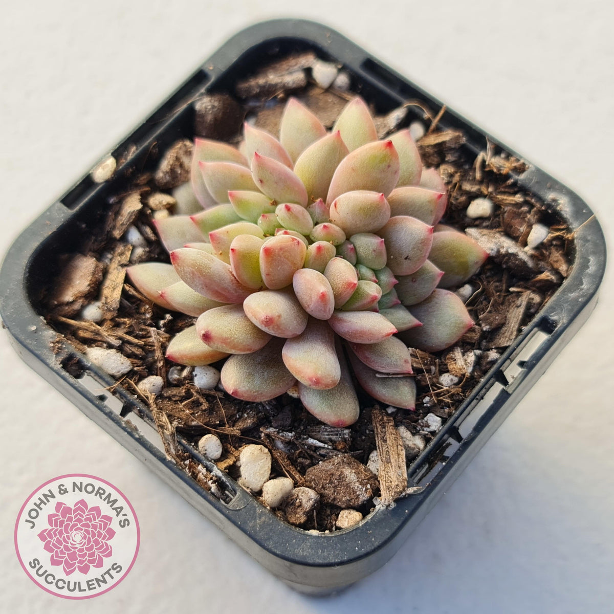 Echeveria Ling Snow Crest