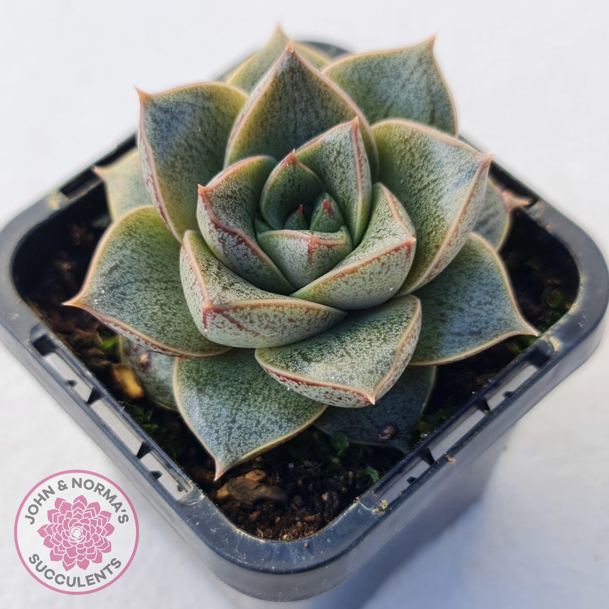 Echeveria purpusorum