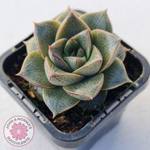 Load image into Gallery viewer, Echeveria purpusorum - John & Norma's Succulents