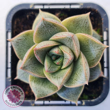 Load image into Gallery viewer, Echeveria purpusorum - John & Norma's Succulents