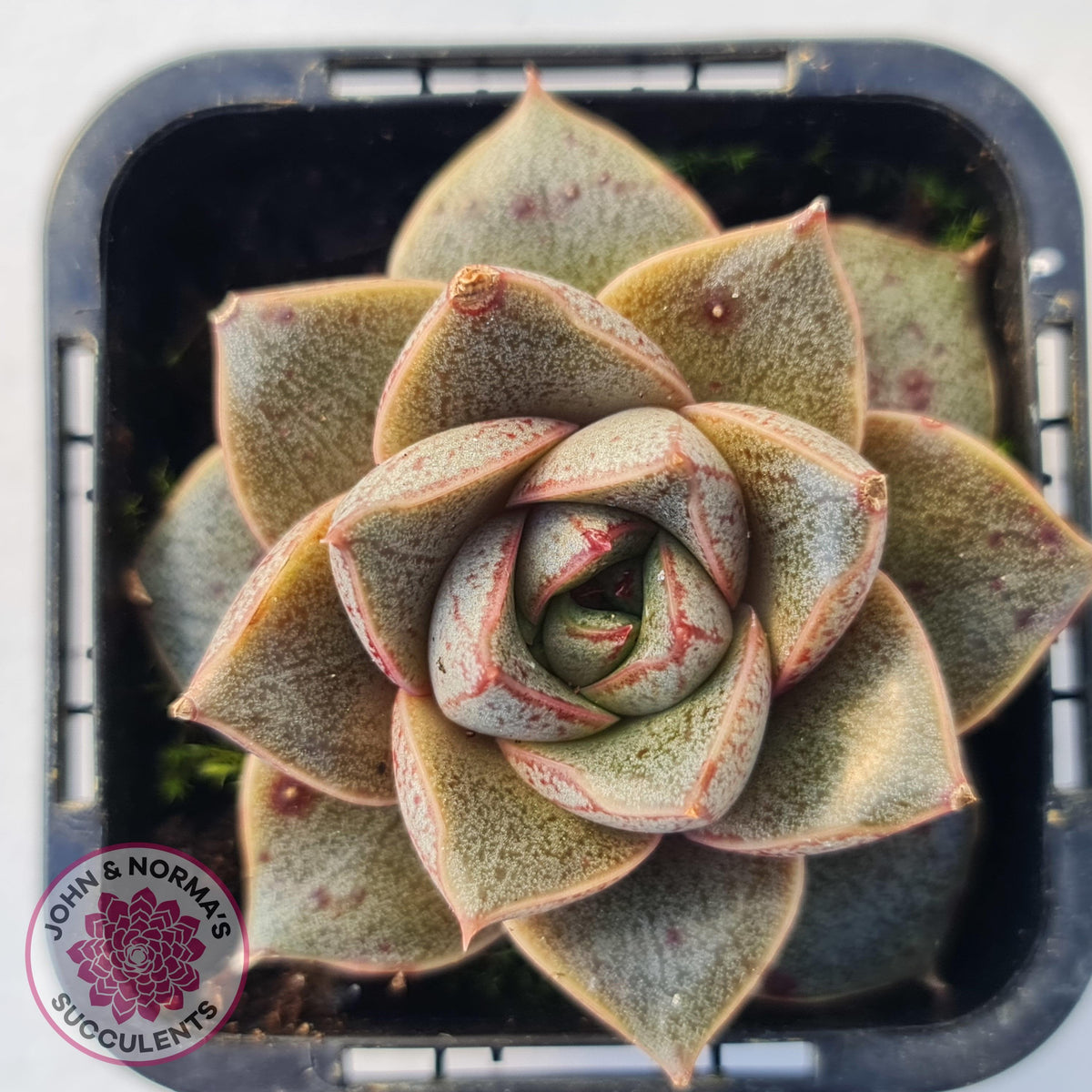Echeveria purpusorum