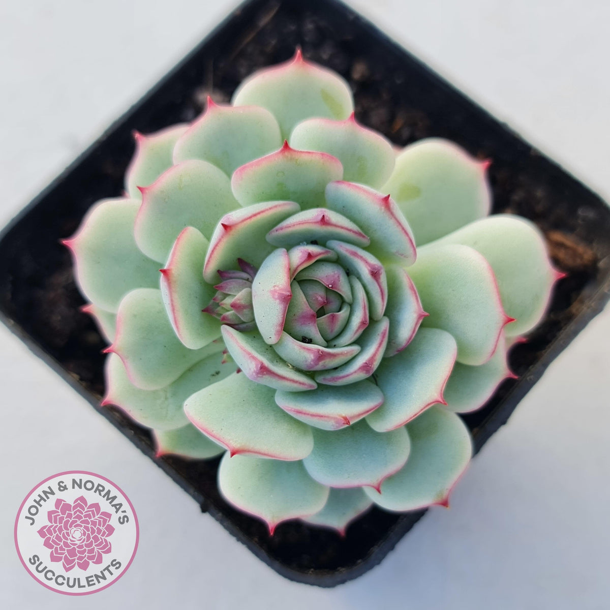 Echeveria Derenbergii
