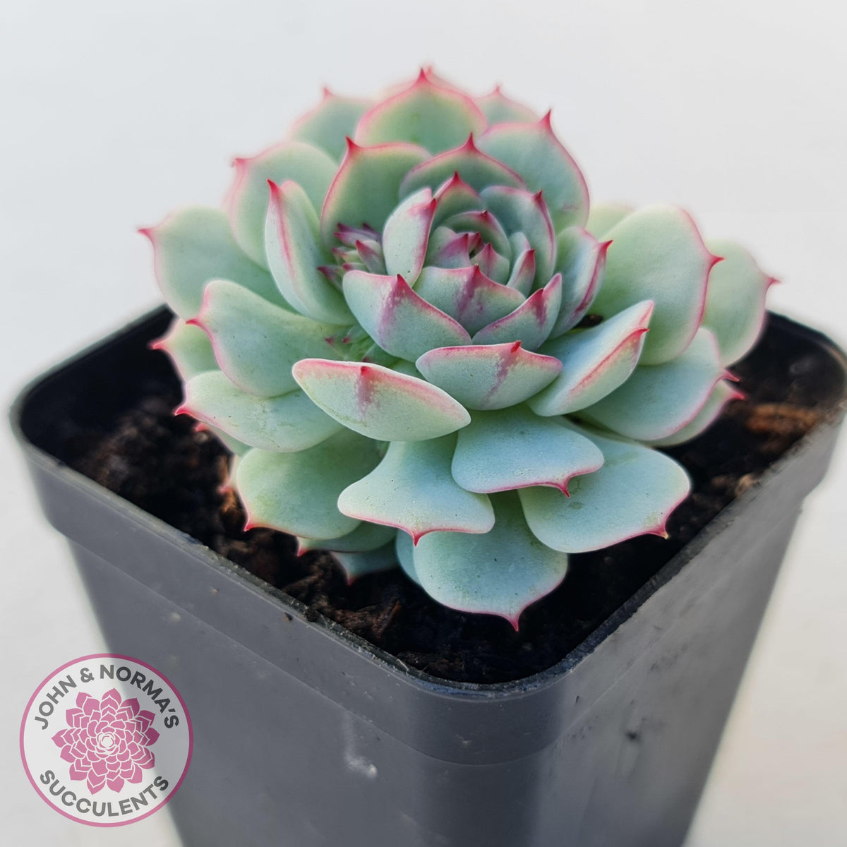 Echeveria Derenbergii