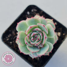 Load image into Gallery viewer, Echeveria Derenbergii - John & Norma's Succulents