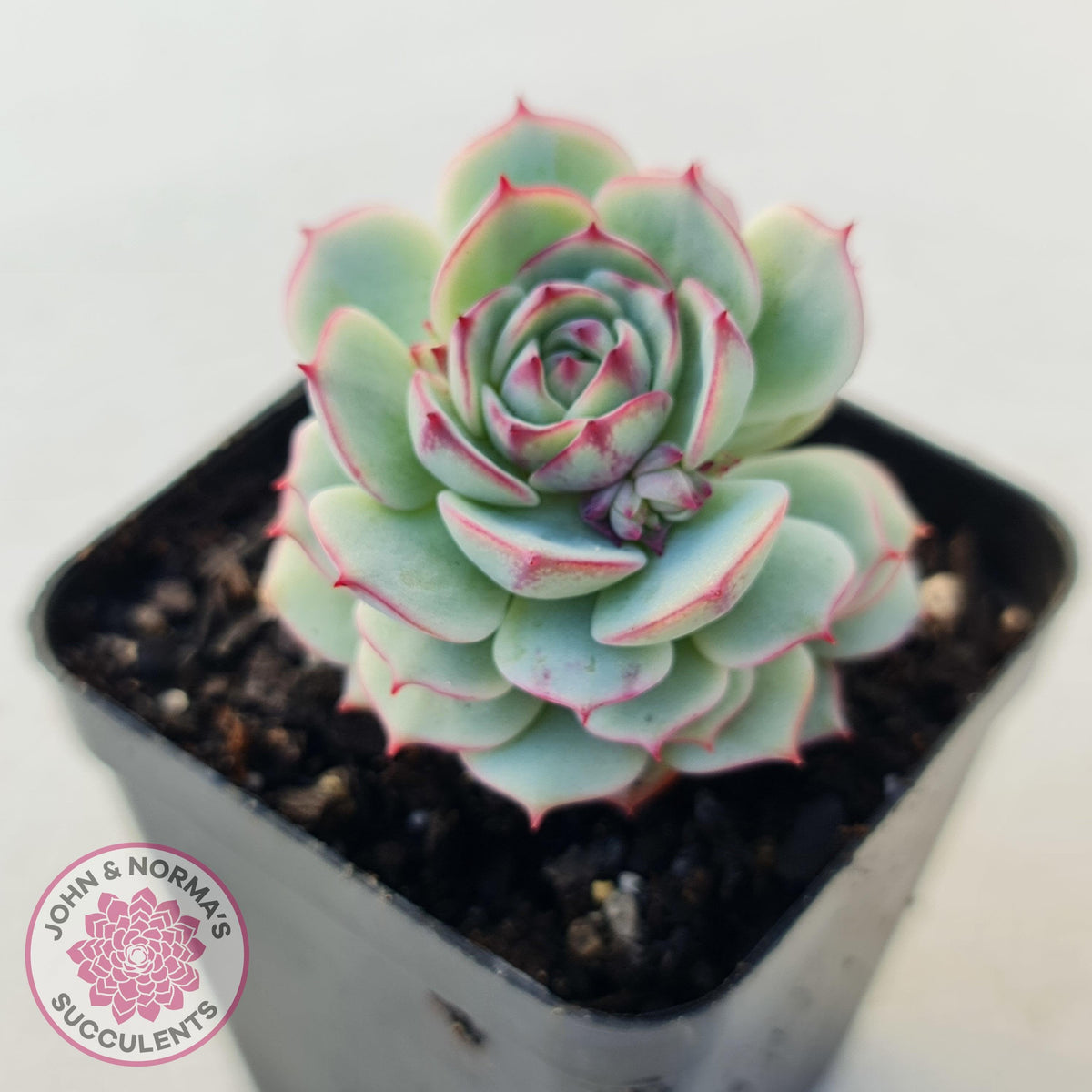 Echeveria Derenbergii