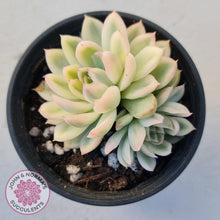 Load image into Gallery viewer, Echeveria Mebina Variegated - John & Norma's Succulents