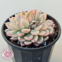 Load image into Gallery viewer, Echeveria Mebina Variegated - John & Norma's Succulents