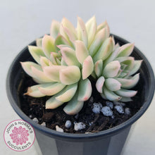 Load image into Gallery viewer, Echeveria Mebina Variegated - John & Norma's Succulents