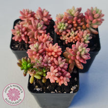 Load image into Gallery viewer, Sedum x rubrotinctum 'Aurora' (Pink Jelly Bean) - John & Norma's Succulents