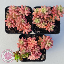 Load image into Gallery viewer, Sedum x rubrotinctum 'Aurora' (Pink Jelly Bean) - John & Norma's Succulents