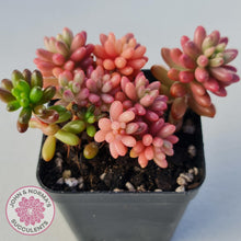 Load image into Gallery viewer, Sedum x rubrotinctum 'Aurora' (Pink Jelly Bean) - John & Norma's Succulents