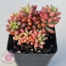 Load image into Gallery viewer, Sedum x rubrotinctum 'Aurora' (Pink Jelly Bean) - John & Norma's Succulents