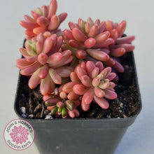 Load image into Gallery viewer, Sedum x rubrotinctum 'Aurora' (Pink Jelly Bean) - John & Norma's Succulents