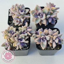 Load image into Gallery viewer, Graptopetalum Victor Kane - John & Norma's Succulents