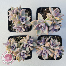 Load image into Gallery viewer, Graptopetalum Victor Kane - John & Norma's Succulents