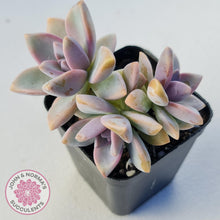 Load image into Gallery viewer, Graptopetalum Victor Kane - John & Norma's Succulents