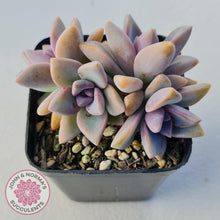 Load image into Gallery viewer, Graptopetalum Victor Kane - John & Norma's Succulents