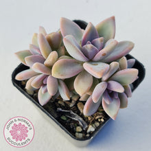 Load image into Gallery viewer, Graptopetalum Victor Kane - John & Norma's Succulents