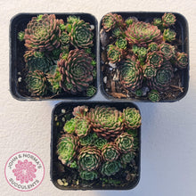 Load image into Gallery viewer, Rosularia Platyphylla - John & Norma's Succulents