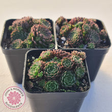 Load image into Gallery viewer, Rosularia Platyphylla - John & Norma's Succulents
