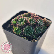 Load image into Gallery viewer, Rosularia Platyphylla - John & Norma's Succulents