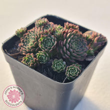 Load image into Gallery viewer, Rosularia Platyphylla - John & Norma's Succulents