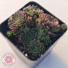 Load image into Gallery viewer, Rosularia Platyphylla - John & Norma's Succulents