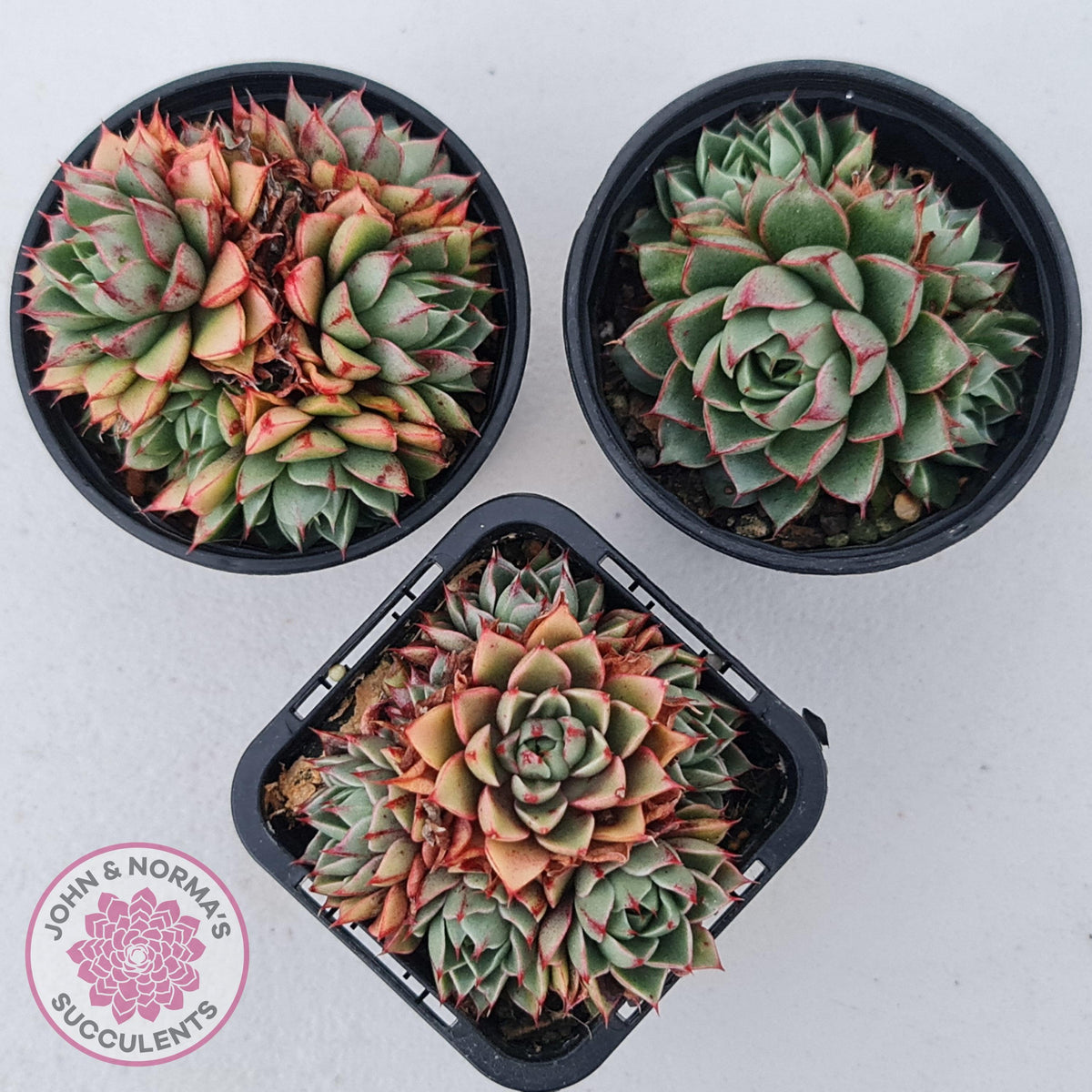 Echeveria 'Shamrock'