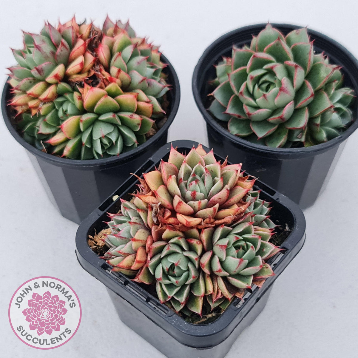 Echeveria 'Shamrock'