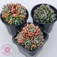 Load image into Gallery viewer, Echeveria Shamrock - John & Norma's Succulents