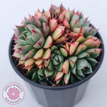 Load image into Gallery viewer, Echeveria Shamrock - John & Norma's Succulents