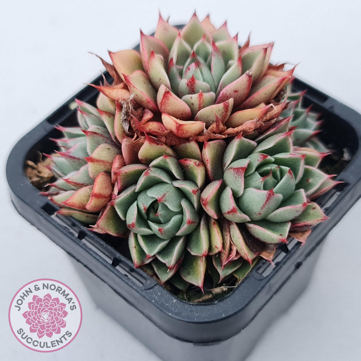 Echeveria 'Shamrock'