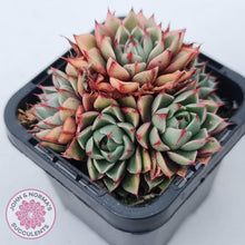 Load image into Gallery viewer, Echeveria Shamrock - John & Norma's Succulents