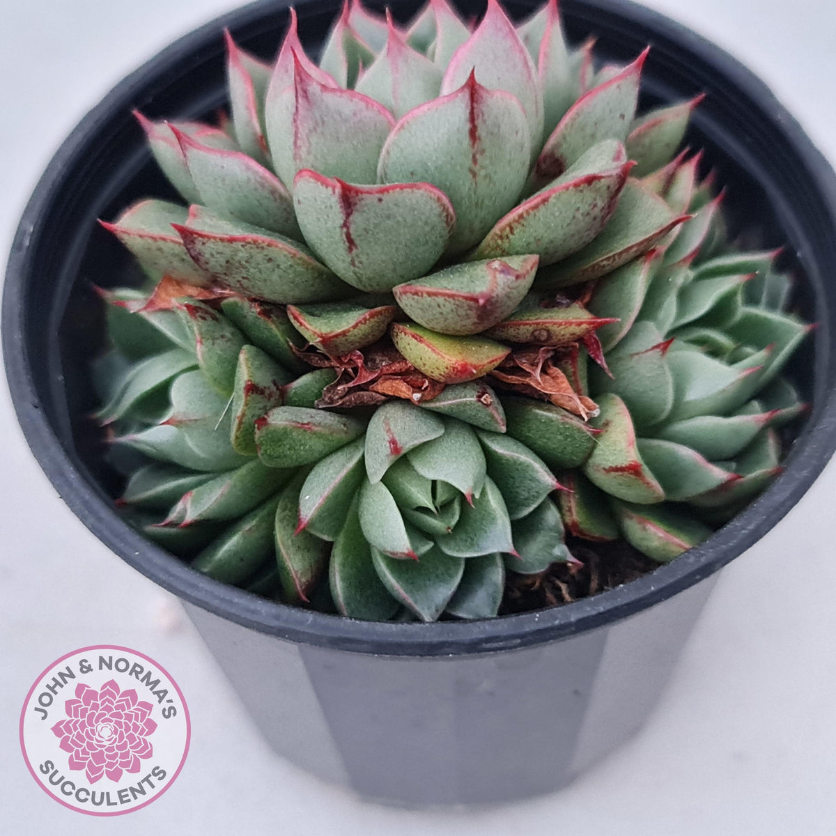 Echeveria 'Shamrock'
