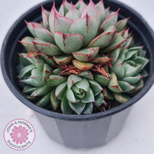 Load image into Gallery viewer, Echeveria Shamrock - John & Norma's Succulents