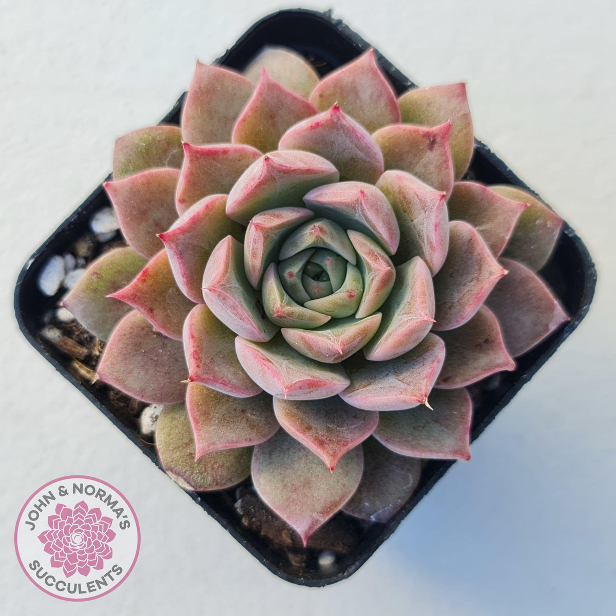 Echeveria 'Conch Girl' aka 'Seashell'