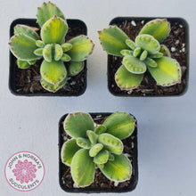 Load image into Gallery viewer, Cotyledon tomentosa - Bears Paw Yellow Variegated - John & Norma's Succulents